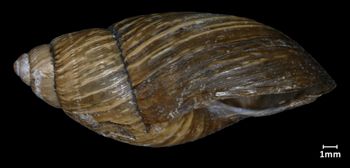 Media type: image;   Malacology 133207 Aspect: lateral